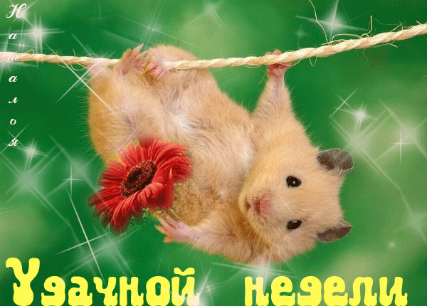 Забавные открытки с пожеланиями удачной недели. Открытки удачной недели скача...