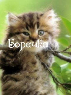 Открытки с днём рождения Борис. Красивые открытки с мужскими именами.