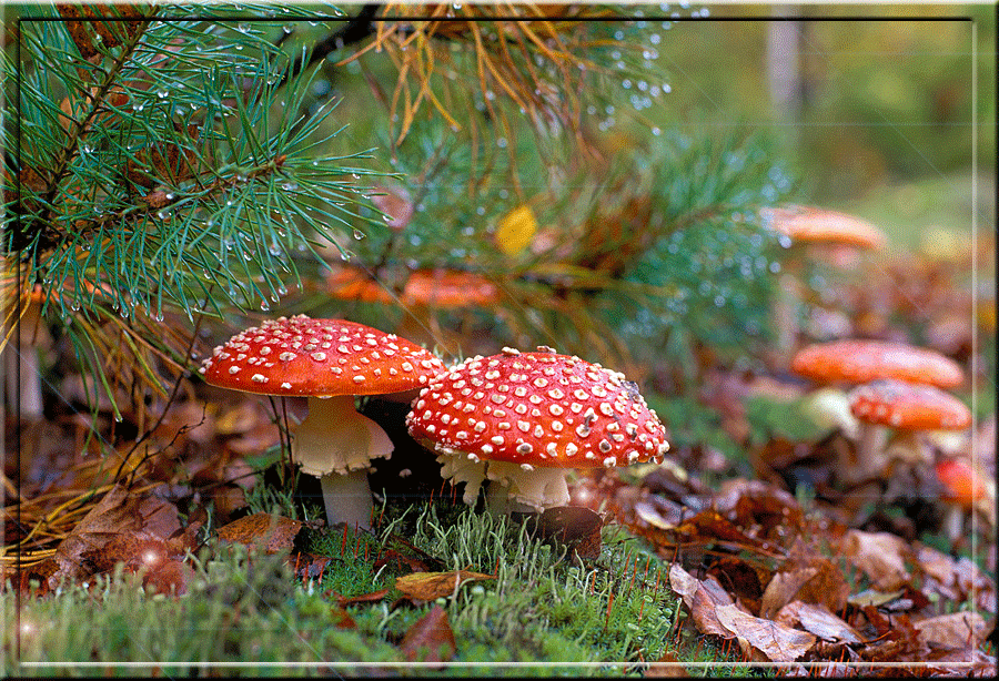 Оригинальные открытки с изображением осени. Открытки осень скачать бесплатно.