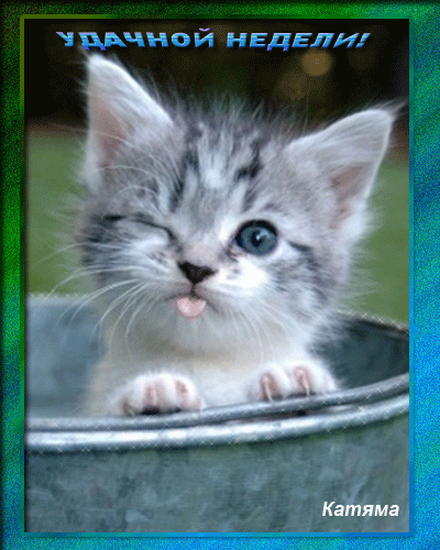 Забавные открытки с пожеланиями удачной недели. Открытки удачной недели скача...