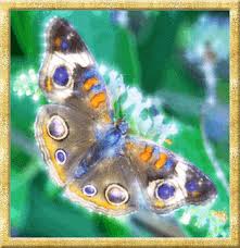 Мерцающие открытки с бабочками. Открытки с красивыми бабочками скачать беспла...