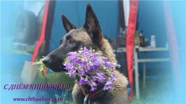 Открытки с пожеланиями на день кинолога скачать бесплатно.    
