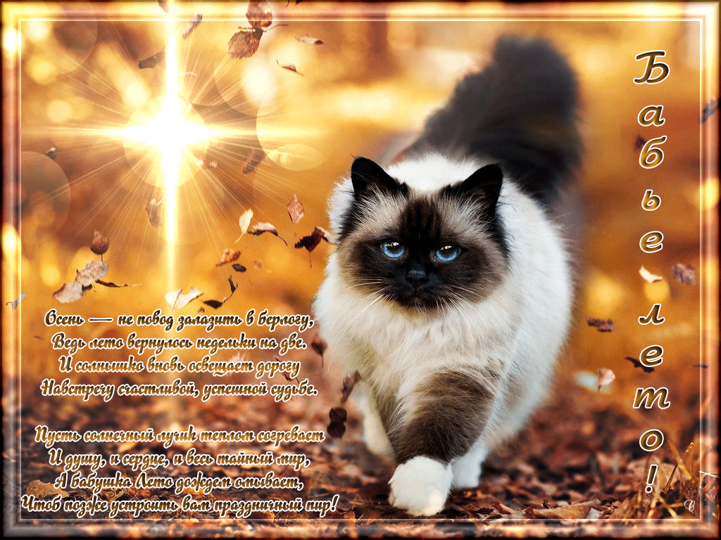 Поздравительные открытки с Бабьим Летом. Анимационные открытки на Бабье Лето. 