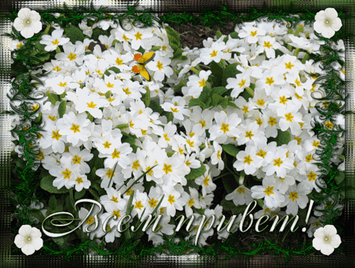 Красивые анимационные открытки с различными приветствиями скачать бесплатно.