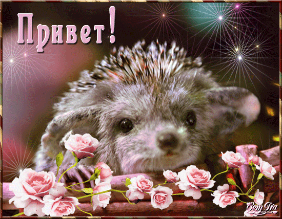 Красивые анимационные открытки с различными приветствиями скачать бесплатно.