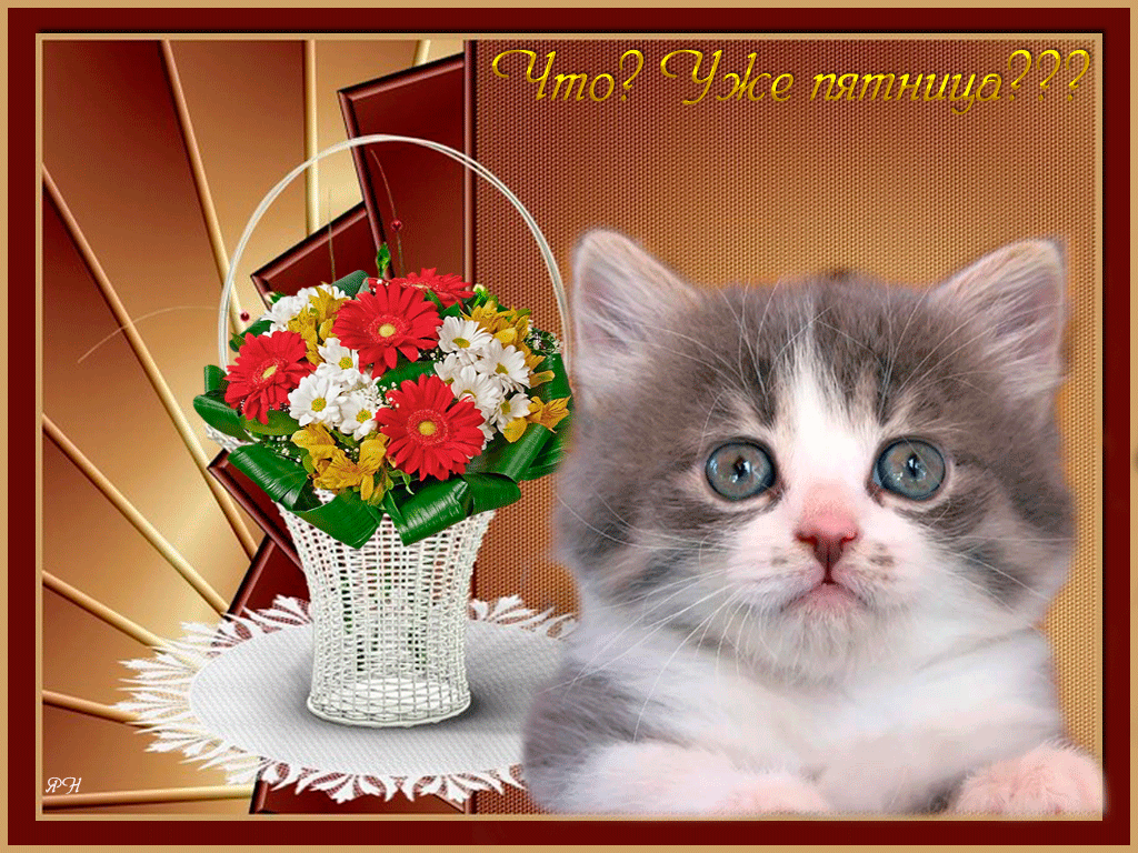 Прикольные открытки на пятницу. Открытки с пожеланиями на пятницу скачать бес...