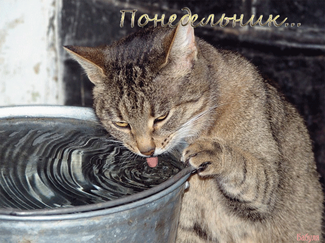 Открытки с наилучшими пожеланиями на понедельник. Открытки на понедельник ска...