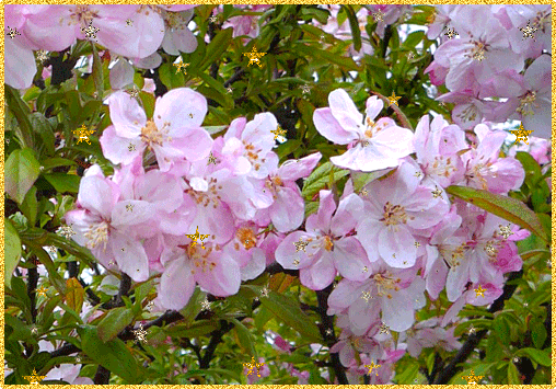 Красивые мерцающие открытки на весеннюю тематику. Скачать бесплатно открытки ...