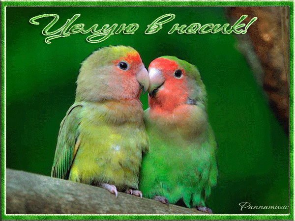 Оригинальные открытки с надписью целую. Открытки с поцелуями на любой вкус.