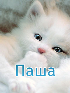 Анимационные открытки с именем Павел. Открытки с именем Паша. С днём рождения...