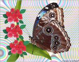 Мерцающие открытки с бабочками. Открытки с красивыми бабочками скачать беспла...