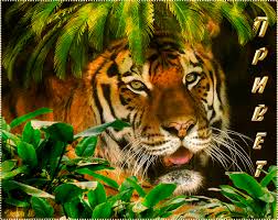 Красивые анимационные открытки с различными приветствиями скачать бесплатно.