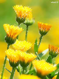 Мерцающие картинки с розами. Открытки с надписями и цветами. Электронные откр...