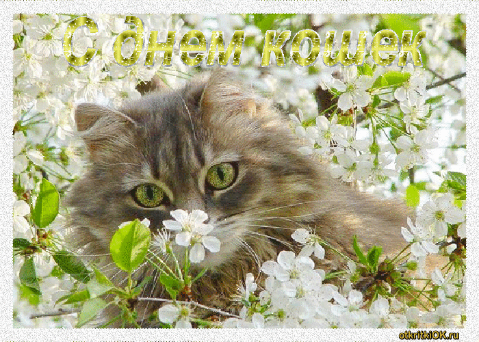 Скачать бесплатно прикольные открытки с днем кошек. Открытки с днем кошек gif.