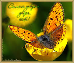 Мерцающие открытки с бабочками. Открытки с красивыми бабочками скачать беспла...