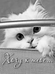 Анимационные открытки хочу к тебе. Мерцающие картинки хочу к тебе.