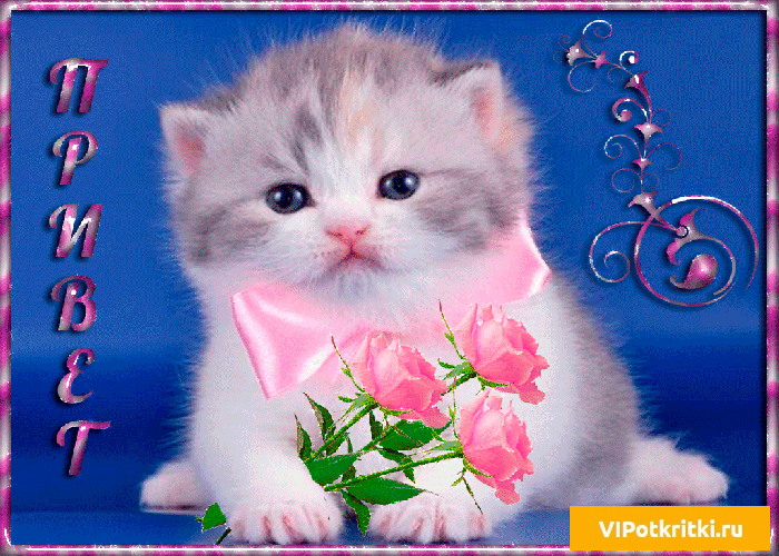 Красивые анимационные открытки с различными приветствиями скачать бесплатно.