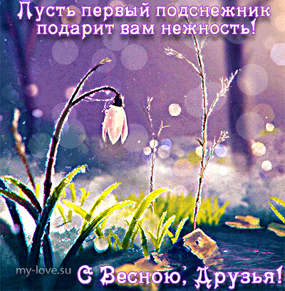 Красивые открытки с днем подснежника. Открытки с днем подснежников скачать бе...