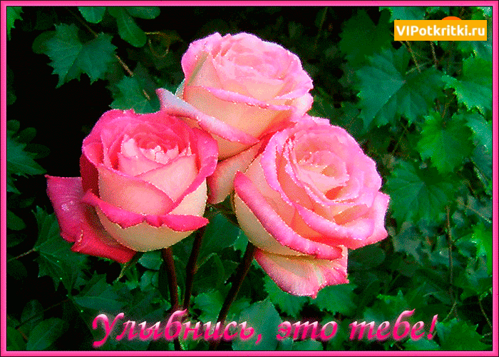 Весёлые открытки с пожеланиями улыбнись. Открытки с улыбкой скачать бесплатно.