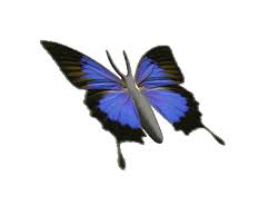 Мерцающие открытки с бабочками. Открытки с красивыми бабочками скачать беспла...