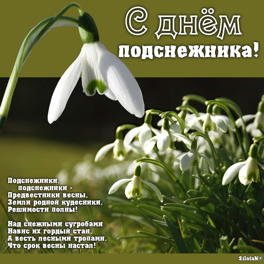 Красивые открытки с днем подснежника. Открытки с днем подснежников скачать бе...
