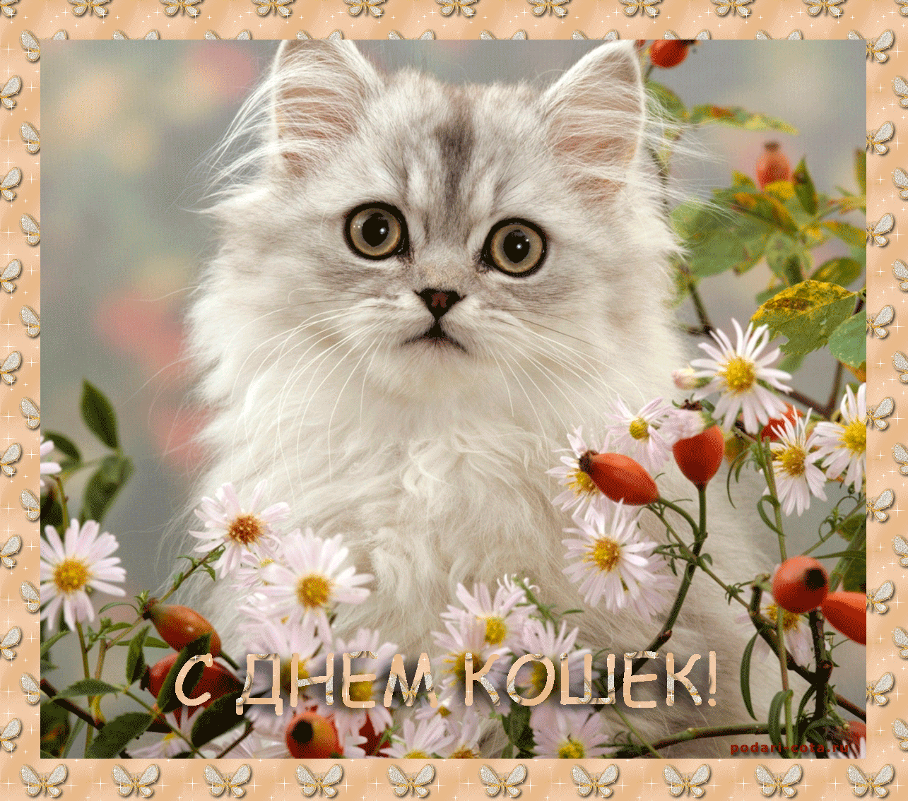 Скачать бесплатно прикольные открытки с днем кошек. Открытки с днем кошек gif.