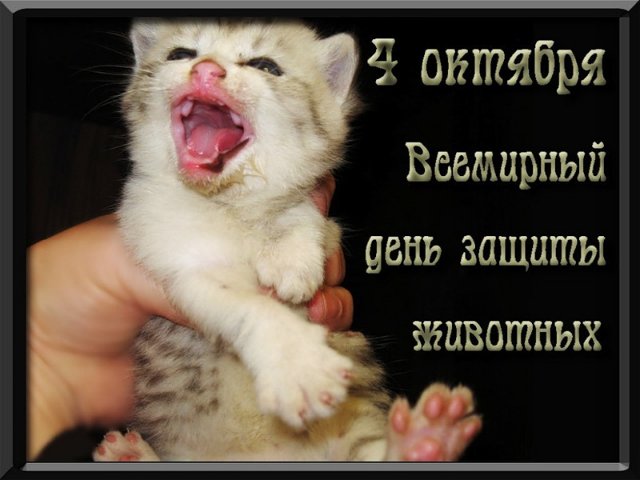 Открытки с днём защиты животных скачать бесплатно. Открытки с днём защиты жив...