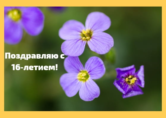 Позитивные открытки на шестнадцатилетие gif. Открытки с поздравлениями на 16 ...
