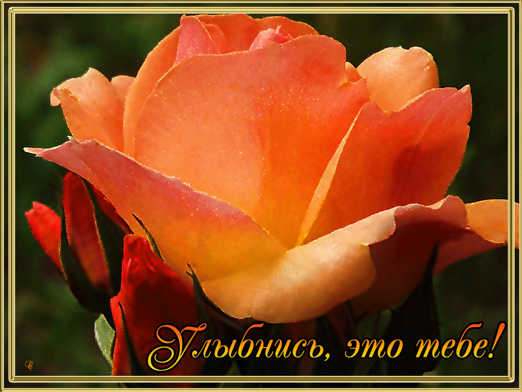 Весёлые открытки с пожеланиями улыбнись. Открытки с улыбкой скачать бесплатно.