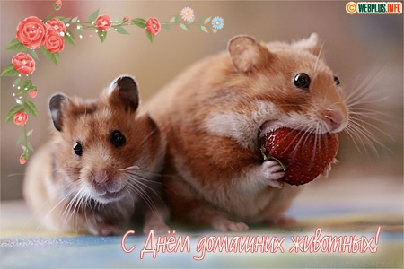 Добрые открытки на Всемирный день домашних животных скачать бесплатно.