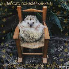 Забавные открытки с пожеланиями удачной недели. Открытки удачной недели скача...