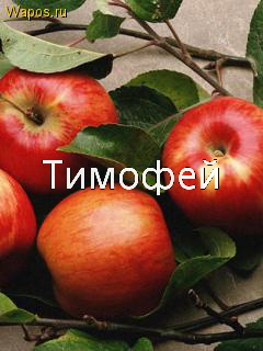 Анимационные открытки с именем Тимофей. Открытки с мужскими именами с поздрав...