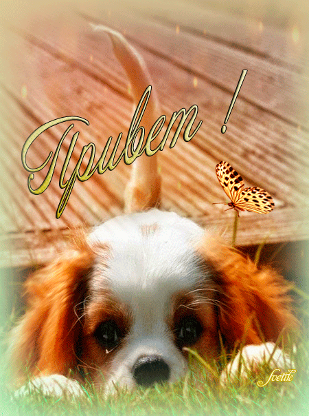 Красивые анимационные открытки с различными приветствиями скачать бесплатно.