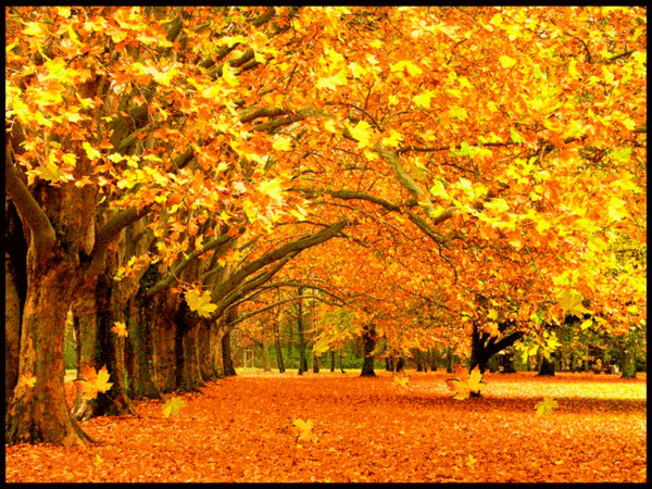 Оригинальные открытки с изображением осени. Открытки осень скачать бесплатно.