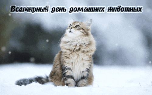 Добрые открытки на Всемирный день домашних животных скачать бесплатно.