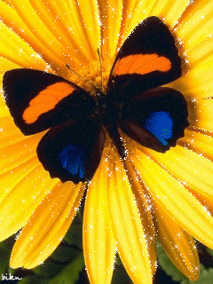 Мерцающие открытки с бабочками. Открытки с красивыми бабочками скачать беспла...