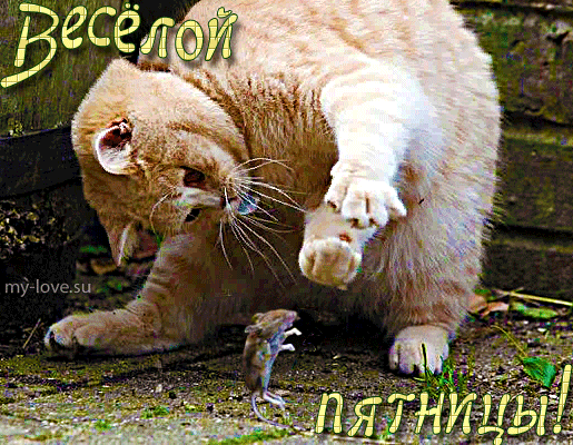 Прикольные открытки на пятницу. Открытки с пожеланиями на пятницу скачать бес...