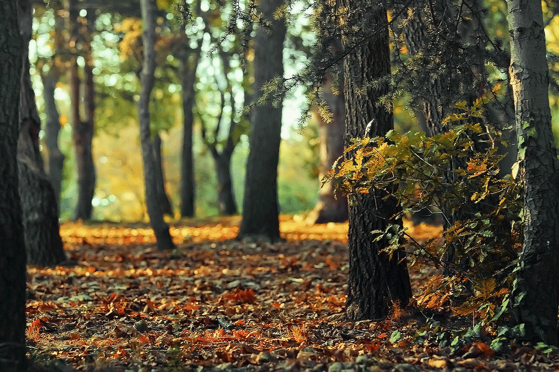 Оригинальные открытки с изображением осени. Открытки осень скачать бесплатно.