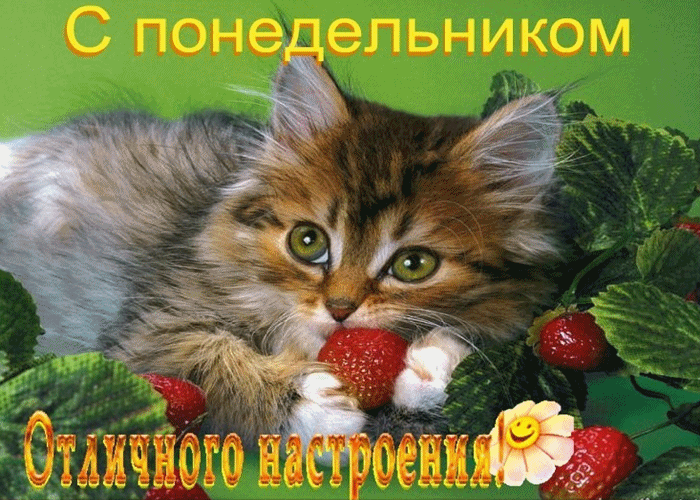 Открытки с пожеланиями легкого понедельника скачать бесплатно.