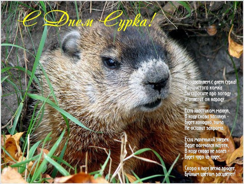 Веселые открытки с приколами на день сурка скачать бесплатно
