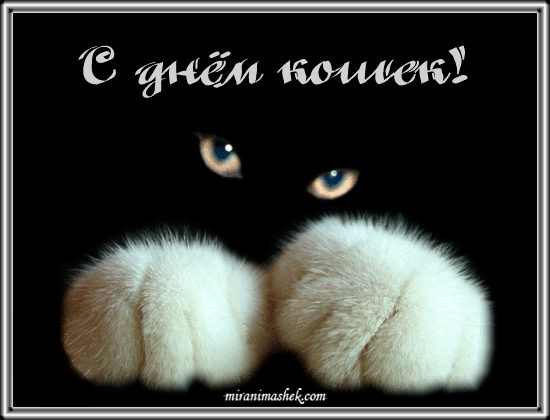 Скачать бесплатно прикольные открытки с днем кошек. Открытки с днем кошек gif.