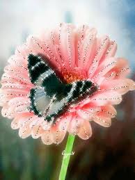 Мерцающие открытки с бабочками. Открытки с красивыми бабочками скачать беспла...