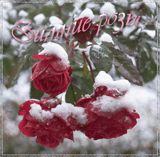 Красивые анимационные открытки с цветами на любой вкус бесплатно.