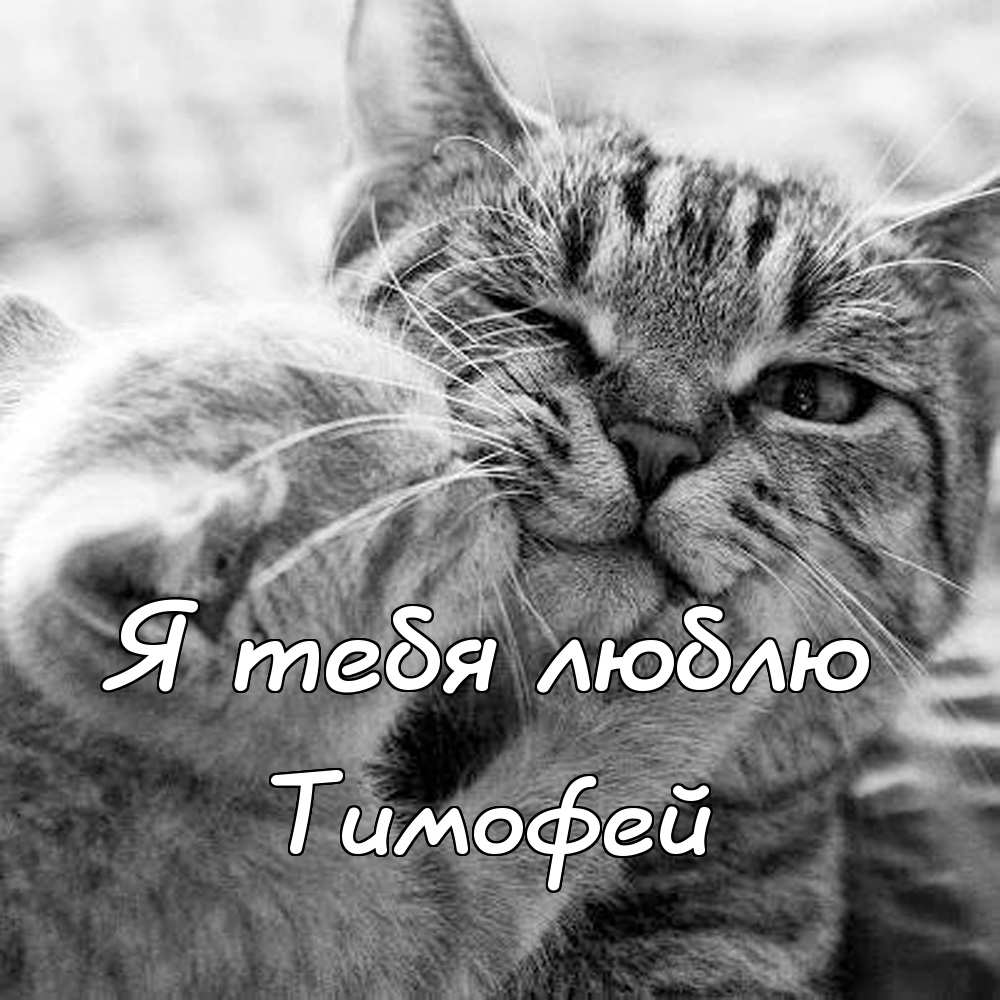 Анимационные открытки с именем Тимофей. Открытки с мужскими именами с поздрав...