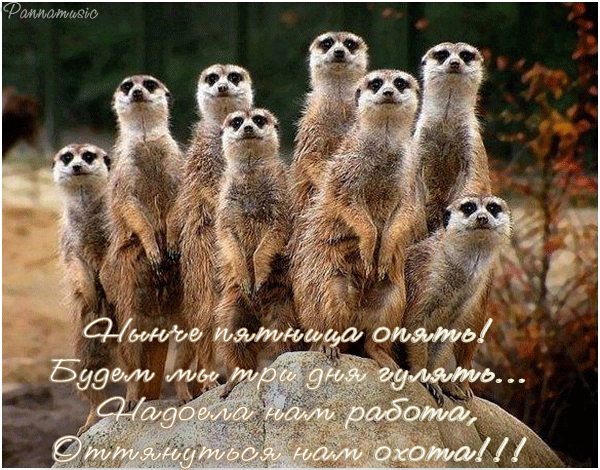 Прикольные открытки на пятницу. Открытки с пожеланиями на пятницу скачать бес...