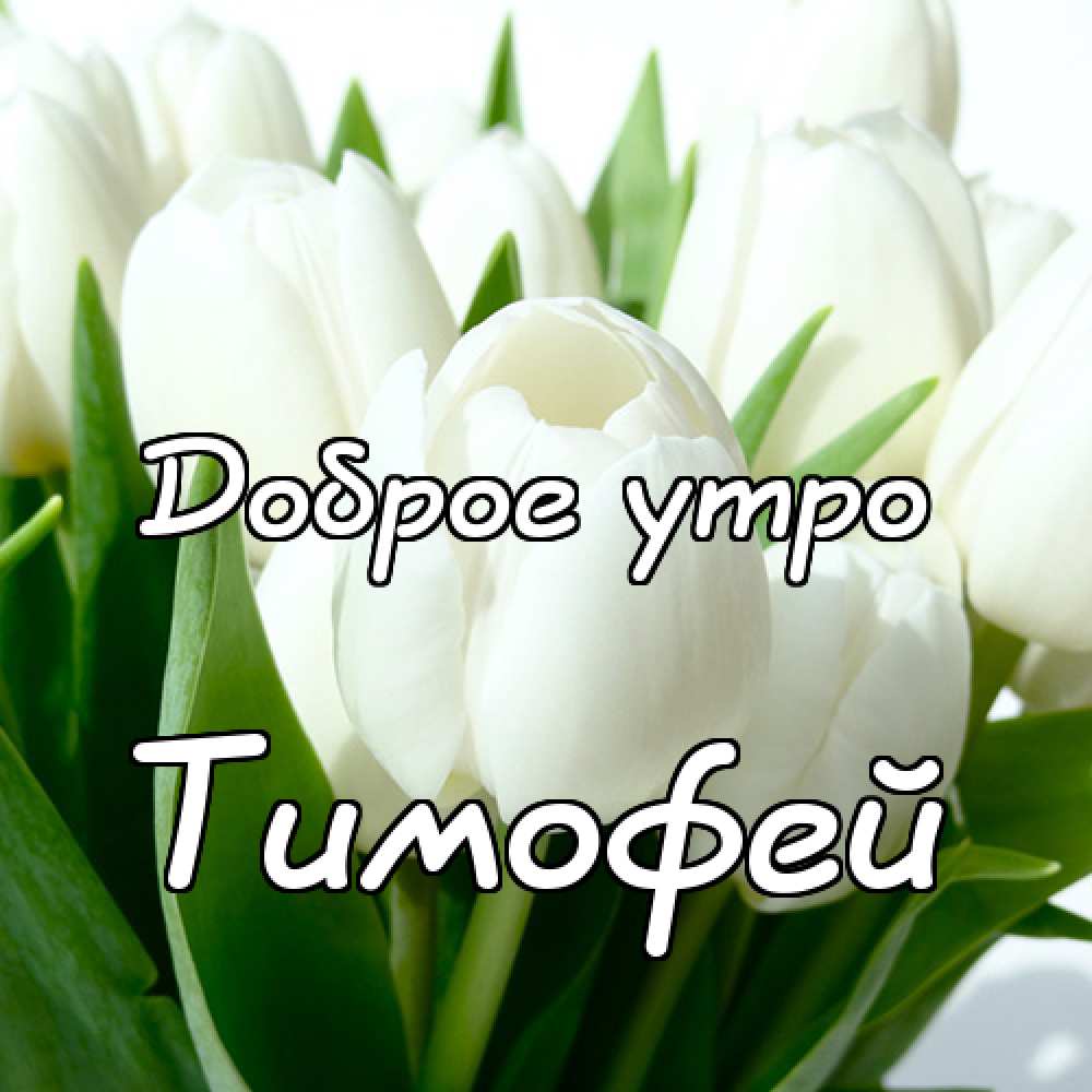 Анимационные открытки с именем Тимофей. Открытки с мужскими именами с поздрав...