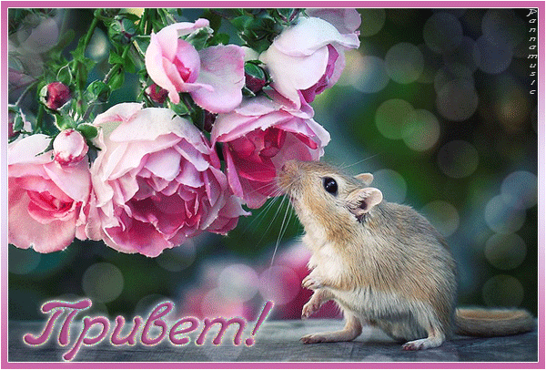 Красивые анимационные открытки с различными приветствиями скачать бесплатно.