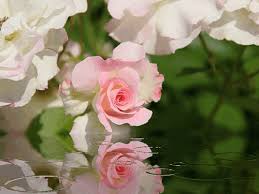 Открытки с полевыми цветами. Красивые открытки с цветами с пожеланиями. 