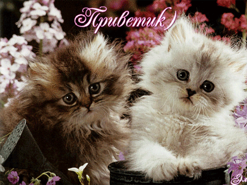 Красивые анимационные открытки с различными приветствиями скачать бесплатно.