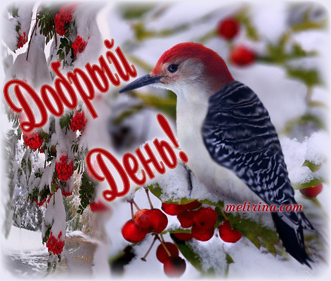 Открытки с пожеланиями хорошего дня. Скачать бесплатно открытки удачного дня.